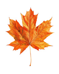 Fototapeta premium Orange Maple Leaf