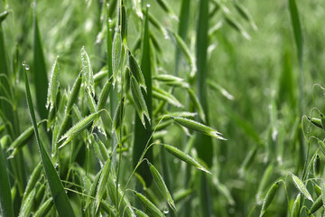 Young green oats on the field in rainy weather. Raindrops on the stalks and ears of young oats. Concept of good harvest, world food crisis