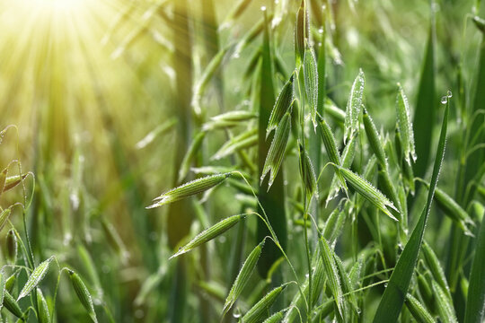 Young green oats on the field in rainy weather. Raindrops on the stalks and ears of young oats. Concept of good harvest, world food crisis