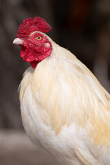 Vertical portrait of chicken.Selective focus.