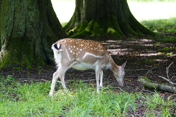 The European fallow deer (Dama dama), also known as the common fallow deer or simply fallow deer, is a species of ruminant mammal belonging to the family Cervidae. Hanover, Germany.