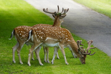 The European fallow deer (Dama dama), also known as the common fallow deer or simply fallow deer,...