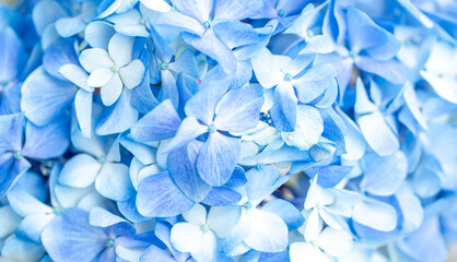 Fototapeta premium Blue flowers close up. Bouquet of purple flowers. City flower beds, a beautiful and well-groomed garden with flowering bushes.