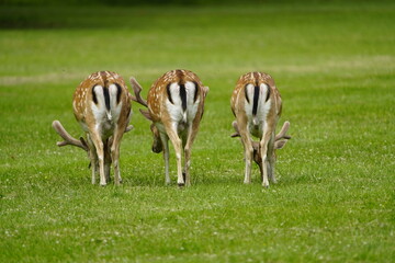 The European fallow deer (Dama dama), also known as the common fallow deer or simply fallow deer,...
