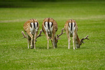 The European fallow deer (Dama dama), also known as the common fallow deer or simply fallow deer,...