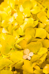 Obraz premium Yellow flowers close-up. Bouquet of colorful flowers. City flower beds, a beautiful and well-kept garden with flowering shrubs.