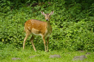 Obraz premium The European fallow deer (Dama dama), also known as the common fallow deer or simply fallow deer, is a species of ruminant mammal belonging to the family Cervidae. Hanover, Germany.