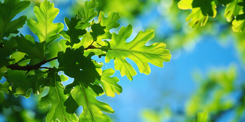 Fototapeta premium Oak leaves brilliantly lit by the sun with a vibrant blue sky providing a backdrop, highlighting the essence of nature, life, and peace in a contemporary artistic style.