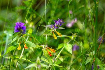 Wood cow-wheat, meadow flower, Melampyrum nemorosum