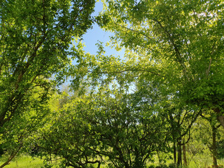 meadown and trees background