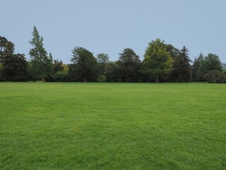 green meadow background