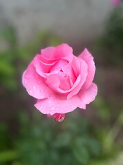 pink rose
