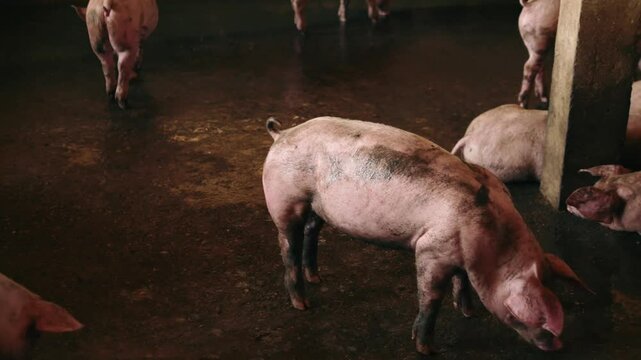 Breeder pig with dirty body scramble eat food , Close-up of Pig's body beset livestock .Big pig on a farm in a pigsty, young big domestic pig at animal farm indoors,4k