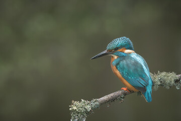Common Kingfisher