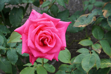 Pink rose flower closeup in the garden