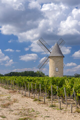 Vineyards with Lamarque windmill, Haut-Medoc, Bordeaux, Aquitaine, France