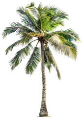 Obraz premium Tall Coconut Palm Tree