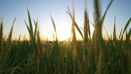 green wheat field agriculture. agriculture business concept. landscape green wheat field at sunset general view. a beautiful field of young farm wheat with green ears at sunset sways in the wind