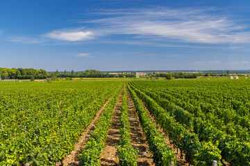 Typical vineyards near Clos de Vougeot, Cote de Nuits, Burgundy, France