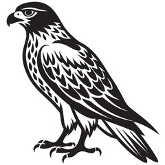 eagle isolated on white background