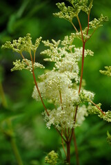 Close up of the delicate, graceful, creamy-white flowers of meadowsweet or mead wort, queen or pride or lady of the meadow, meadow-wort, meadow queen, dollof,or bridewort (Filipendula ulmaria)