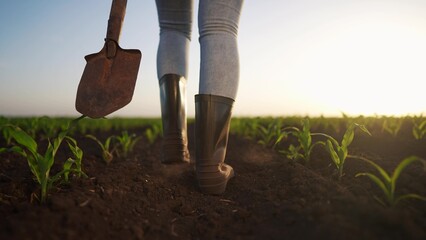 Agriculture. farmer with a shovel walks through a field of corn. agriculture business farm concept....