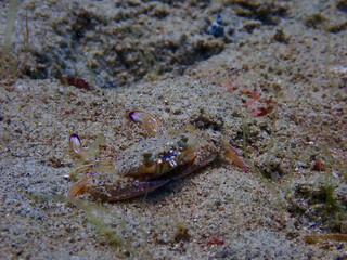 Crab on a sandy bottom. The crab hides in the sand and blends in with its surroundings.