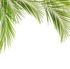 Green palm branches in a top frame isolated on white or transparent background