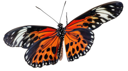 Fototapeta premium Photograph of a vibrant butterfly fluttering its wings, its delicate patterns visible on a transparent background.
