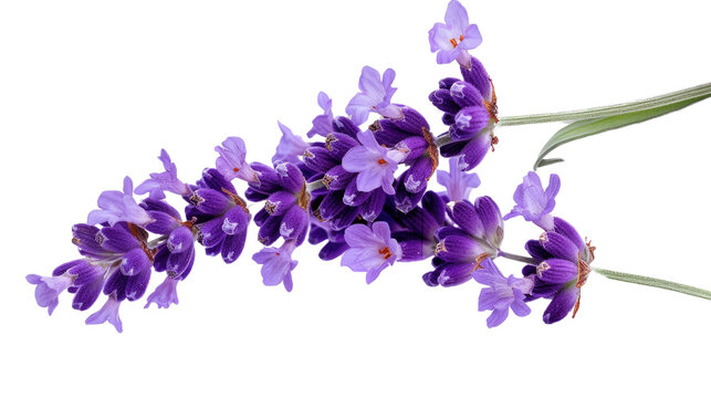 Photograph of a vibrant lavender flower, its purple petals exuding a calming fragrance, isolated on a transparent background.