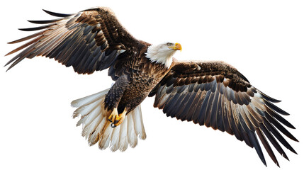 Obraz premium Photograph of a majestic eagle soaring through a clear blue sky, with a transparent background.