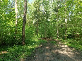 Forest in Siauliai county during sunny summer day. Oak and birch tree woodland. Sunny day with white clouds in blue sky. Bushes are growing in woods. Nature. Summer season. Miskas.