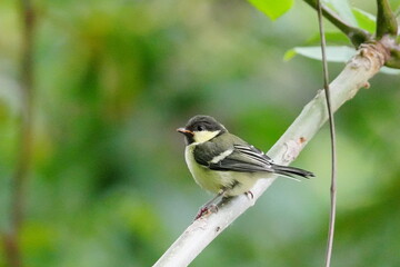 枝に止まるシジュウカラの幼鳥