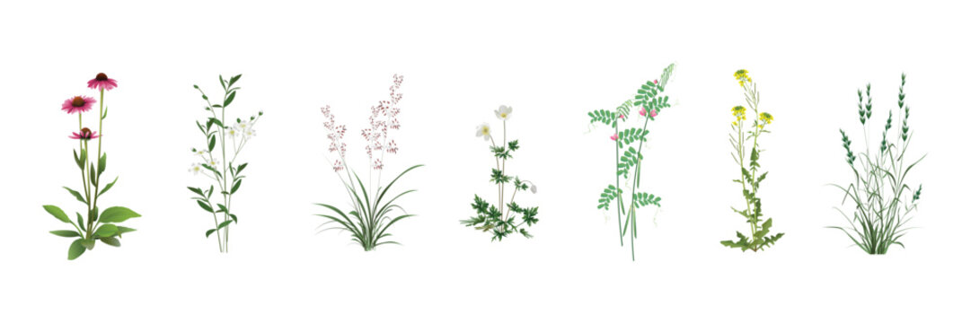 Field, meadow, steppe, pasture, forest wild plants - garden weeds realistic images set. Echinacea, Cerastium, Panicum, anemone, Vicia sativa (field pea), Barbarea, Chaff (Lolium) isolated on white.