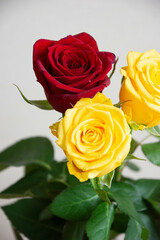 赤と黄色のばら