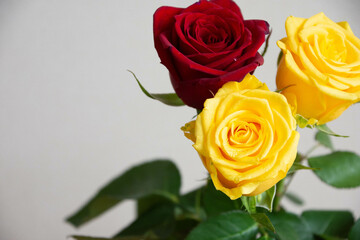 黄色と赤のばら
