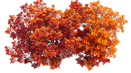 Autumn Trees with Orange and Red Foliage