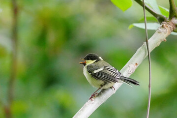 枝に止まるシジュウカラの幼鳥