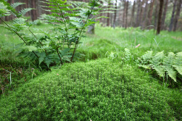 Green moss Bryophyte growing on the ground in the Scotland woods