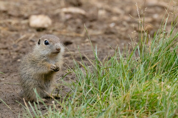 Ground squirrel colony (Syslovisko Biele vody), National park Muranska Planina, Slovakia