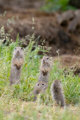 Ground squirrel colony (Syslovisko Biele vody), National park Muranska Planina, Slovakia