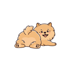 Cute Pomeranian spitz dog with lovely butt. Funny pet lying, back view. Small purebred puppy, animal Zwergspitz smiling. Vector illustration isolated on white background
