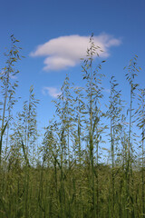 Green oat field against blue sky on early summer. Avena sativa cultivation