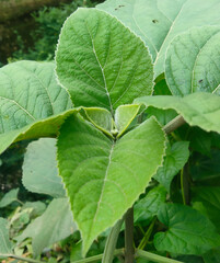 Lantana flower, Common Lantana flower, Green,Tree Lantana and Common Lantana. green leaf tops.