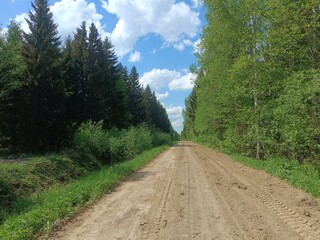 Forest in Siauliai county during sunny summer day. Oak and birch tree woodland. Sunny day with white clouds in blue sky. Bushes are growing in woods. Nature. Summer season. Miskas.