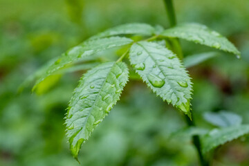 leaves of a stinging nettle with drops of rain