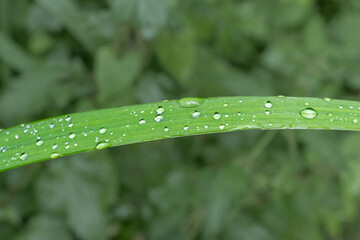 elongated wide grass leaf with raindrops