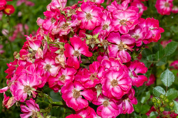 Fototapeta premium wet blossoms of a rose after the rain