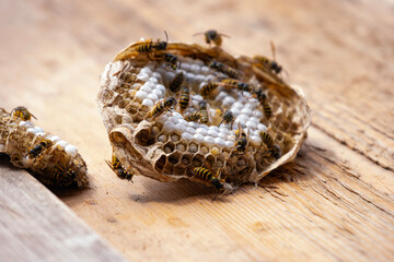 wasp honeycombs, Natural bees nest, insect habitat with larvae, wasp eggs, life cycle Vespula vulgaris, potential hazard