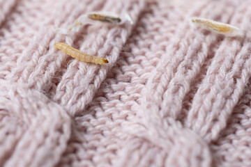 clothes moth caterpillar, Tineola bisselliella, crawls on woolen jacket, eats wool, brown insect,...